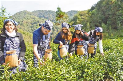 外国留学生在江西省婺源县源口村体验采茶，近距离感受中国美丽乡村建设成果。人民视觉