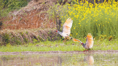 洋县 因朱鹮而改变（美丽中国·和谐共生）
