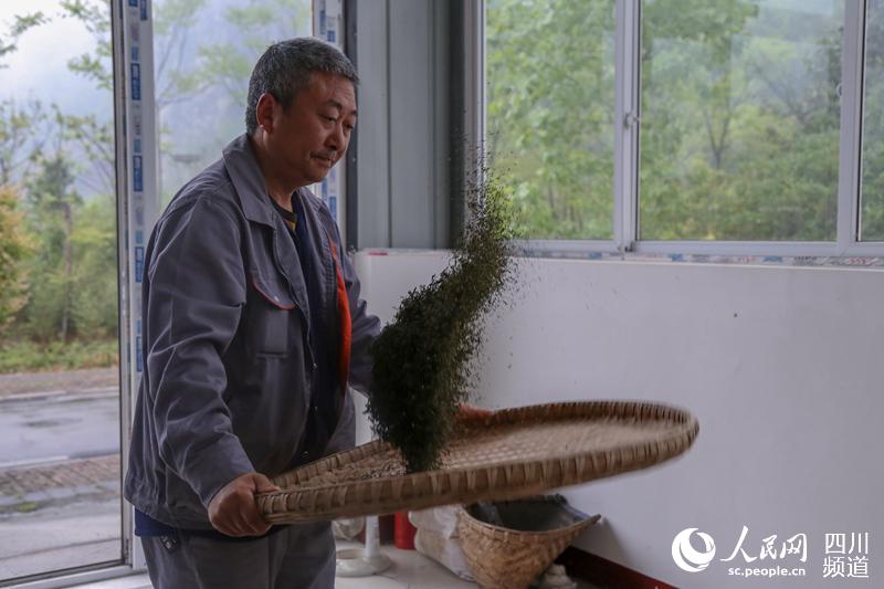 图为正在北川振兴茶叶种植专业合作社务工的村民。(朱虹 摄)