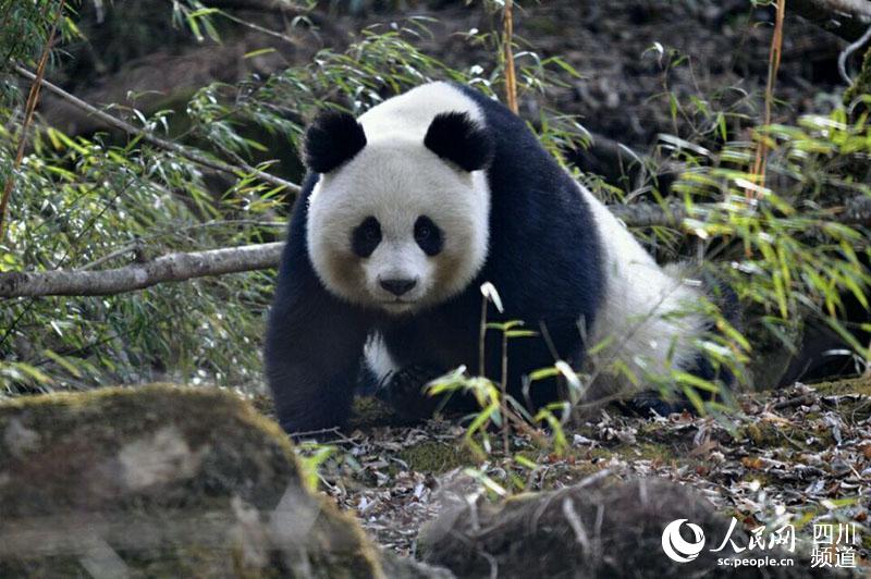 唐家河国家级自然保护区内的大熊猫。(马文虎 摄)