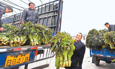 福建永安市小陶镇农民正在把蔬菜装车,通过乡村公路发往湖南(1月26日摄)。 本报记者 徐 烨摄