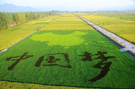 产业旺，乡村振兴有底气（聚焦高质量发展·如何抓落实）