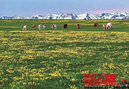 大美新疆,喜迎八方游客