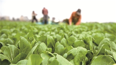 2月20日，广西钦州市钦南区新禾种养专业合作社的菜农在田间采摘蔬菜。连日来，该区8个蔬菜基地相继复工，菜农们抢收冬菜供给当前市场，抢耕发展春菜种植。  新华社发（张爱林 摄）