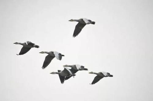 中央和国家机关拿出具体措施力戒形式主义 为基层减负发挥“头雁效应”