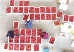 几十吨起步援助的背后 世界最大“菜篮子”是如何建成的