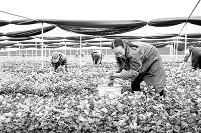 2月底，酉阳作为重庆最后一批国家扶贫开发工作重点县实现摘帽，但当地干部群众防疫、战贫不松懈，持续壮大绿色扶贫产业。  新华社记者 刘潺 摄