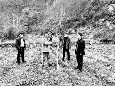 连日来，陕西省安康市汉滨区纪委监委派驻茨沟镇二郎村第一书记崔用鹏组织村民抢抓农时，管护脱贫核桃产业，为增收打好基础。图为崔用鹏（右一）组织村民在本村的核桃产业园开展核桃树枝管护、修剪及施肥。郑时根 摄