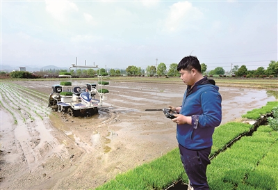 图为智能无人驾驶插秧机在浙江省武义县泉溪镇麻蓬自然村的农田里插种早稻秧苗。该款智能无人驾驶插秧机采用北斗定位技术，在插种田块四角定位后将数据输入遥控设备，工作人员按下启动键就能在田里自动插种秧苗，一台机器一天能插种水稻20多亩，大大减轻了农民的劳动强度。新华社发（张建成 摄）