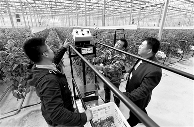 农业农村现代化与整个国家的现代化密不可分。图为10月20日，山东省聊城市茌平区贾寨镇耿店村村民在玻璃温室内试用现代化采摘设备。新华社记者 李贺 摄
