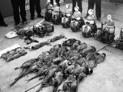 加强市场监管 加快修法进程  严厉打击乱捕滥食野生动物行为