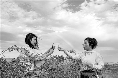 图为近日，在新疆精河县城近郊的一处枸杞园，朱虹美（右）和助手李红英在拍摄视频，向网友介绍待采收的枸杞。 新华社记者 胡虎虎 摄